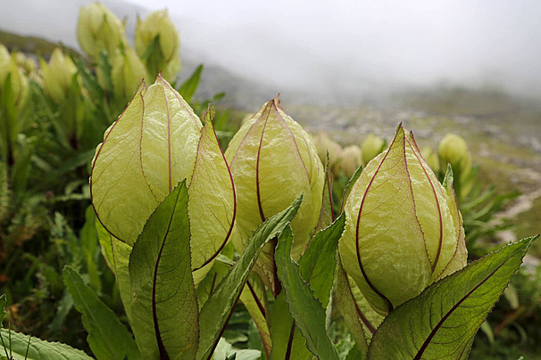 Brahma Kamal uttarakhand