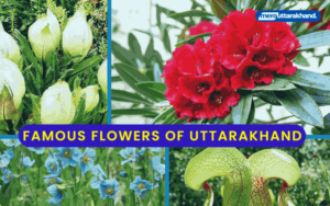 Famous Flowers of Uttarakhand