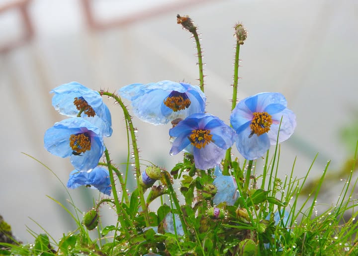 blue poppy flower uttarakhand