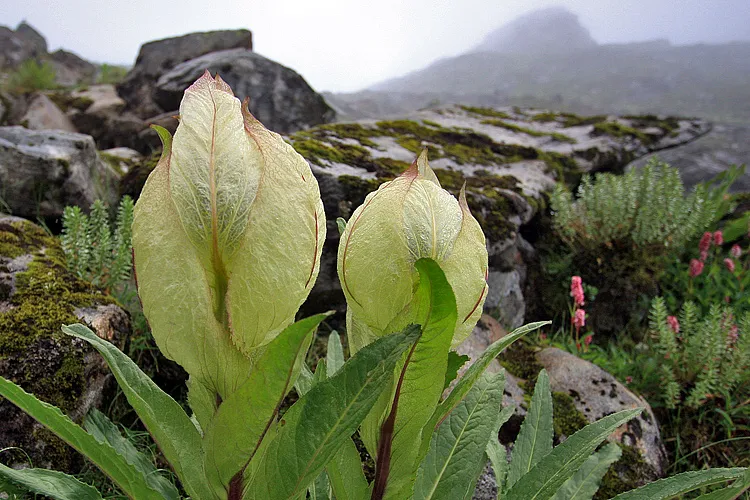 Brahma Kamal uttarakhand