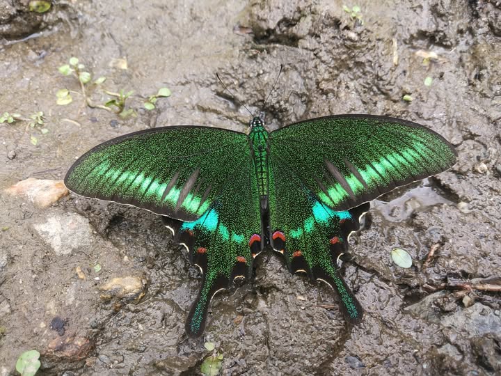 Common Peacock Butterfly