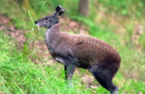 Himalayan Musk Deer