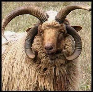 Nanda Devi Raj Jat Yatra Uttarakhand 2026 - History, Route & Essential Tips 2 chausangya khadu