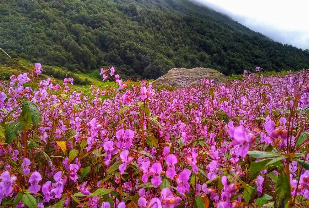 valley of flower uttarakhand india